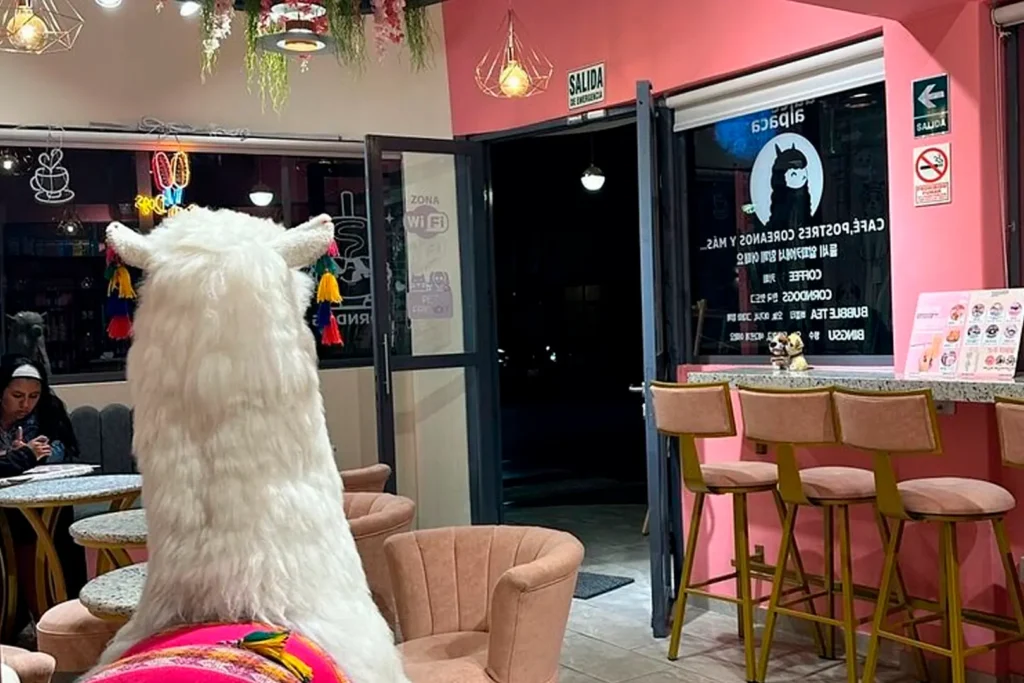 Galería Franquicia Dulce Alpaca